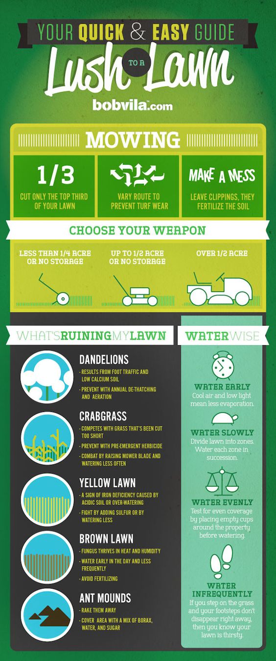 Lawn care infographic. 
